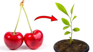 Grow Cherry Trees from Seed  THE QUICK AND EASY EXPLANATION [upl. by Aziram]