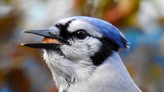 Formidable geai bleu Cri à la fin [upl. by Files]