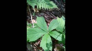 도깨비부채 도깨비부채 꽃Rodgersia podophylla [upl. by Lovell656]