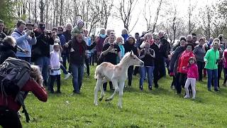 Ein Haflinger Fohlen geht seinen eigenen Weg  Weideauftrieb Meura [upl. by Inirt]