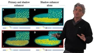 Mike Levine UC Berkeley Part 2 Transcriptional Precision Shadow Enhancers [upl. by Rehpotsihc]