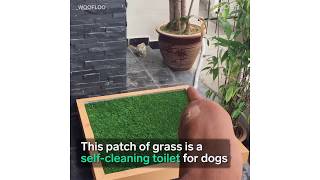 SelfCleaning Toilet For Dogs [upl. by Edelsten359]