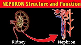 What is NEPHRON  STRUCTURE and FUNCTION of NEPHRON  Parts of NEPHRON [upl. by Aneeuqahs]