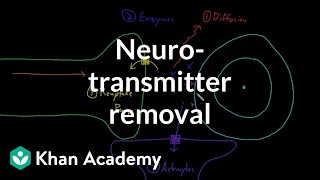 Neurotransmitter removal  Nervous system physiology  NCLEXRN  Khan Academy [upl. by Anavlis266]