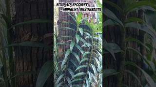 Freycinetia scandens A climbing Pandanus of Queensland Australia midnightjuggernauts aussiemusic [upl. by Arikaahs]