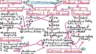 Preterm Labour PTL [upl. by Egedan]