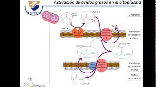 Metabolismo de ácidos grasos [upl. by Bajaj986]