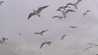 VIDEOS WITH BEAUTIFUL SEAGULLS FLYING SOON FREE AND LOOSE IN NATURE UPDATED 2022 [upl. by Esiuole515]