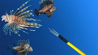 60 Pounds of Invasive Lionfish on One Dive [upl. by Mensch358]