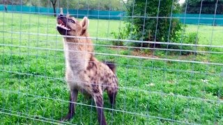 Roxy the hyena quotlaughquot loudly in front of her meal [upl. by Aissak]