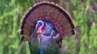 Turkey Call  Turkey Sound  Turkey Sound Effects  Turkey Gobble  Turkey Noises [upl. by Newton913]