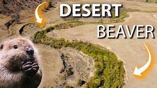 How Beavers Are Restoring Wetlands in North American Deserts [upl. by Yenruoc881]