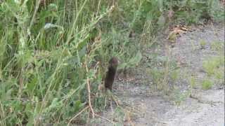 Meadow vole running in a panic HD [upl. by Nitsud486]