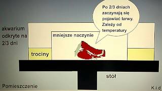 Hodowla białych robaków  wędkarstwo [upl. by Cates]