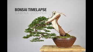 Bonsai Timelapse  Sabina Juniper [upl. by Jonna]