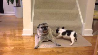 Baby Frenchie desparately wants to play with senior pug [upl. by Llewsor]