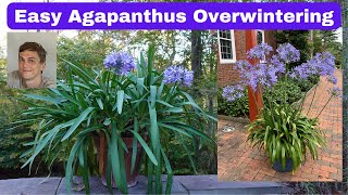 Agapanthus Winter Plant Care [upl. by Puklich]