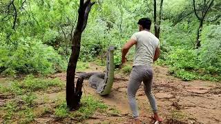 Anaconda Snake in Real Life Video 3 [upl. by Arquit]