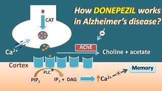 How Donepezil works in Alzheimers disease  Mechanism and side effects [upl. by Stubstad]