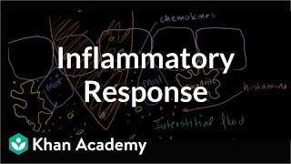 Inflammatory response  Human anatomy and physiology  Health amp Medicine  Khan Academy [upl. by Ailee447]