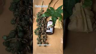 Benefits of Castor leaf castor seed castor oil healthy gardening shortsyoutube [upl. by Aurelio51]