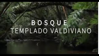 1 Bosque Templado Valdiviano [upl. by Rheingold969]