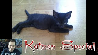 Katzen Special D Oft gewünschtes Community Video   I3lackRabbit [upl. by Anelle]