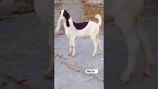 Masha Allah❤  Print🖤 bakraeidspecial goat babygoat bakra goatkid hijaziupdates bakramandi [upl. by Ylla485]