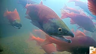 2024 Kokanee Salmon spawn in the Strawberry River  underwater camera [upl. by Leblanc]