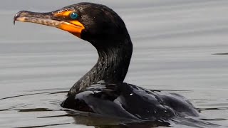 Cormorant diving eating fish fighting flying  Double crested [upl. by Anade91]