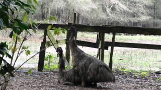 emus mating [upl. by Huai535]