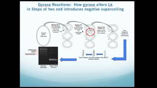 Bacterial DNA Gyrase Assay Kit Overview [upl. by Kancler]