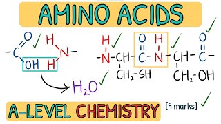 Amino Acids and Proteins  Exam Question Walkthrough｜AQA A Level Chemistry [upl. by Geralda]