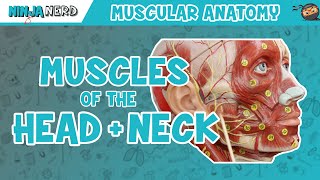 Muscles of the Head amp Neck  Anatomy Model [upl. by Farrell348]