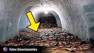 POLÍCIA ENCONTRA TÚNEL SOB O MACDONALDS O QUE ELES ENCONTRAM NO FUNDO OS DEIXA PÁLIDOS [upl. by Hook519]