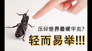 Destroy the quotuncrushablequot ironclad beetle in California  尝试压碎世界上最硬的甲虫！ [upl. by Henrieta425]