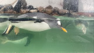 ぷかぷか泳ぐジェンツーペンギン おたる水族館 Gentoo penguin swimming in the water [upl. by Anrev861]