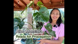 Albo Monstera Ready to Propagate [upl. by Ming]