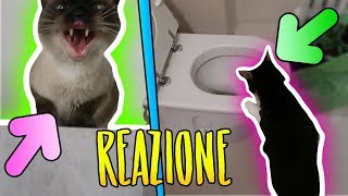 REAZIONE dei GATTI alla CASA NUOVA [upl. by Ruthanne]