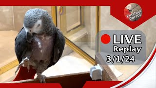 Einstein Parrot FB Live Replay 3124 [upl. by Friedlander356]