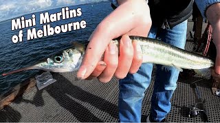 How To Catch Garfish  Mini Marlins of Melbourne [upl. by Shulem620]