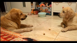 Zlatý retrívr  Tichý souboj o sušenku  Golden retriever  Silent fight about biscuit [upl. by Hama]