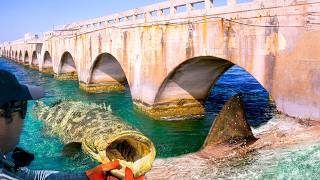 GOLIATH GROUPER AND BULL SHARK  Fishing Florida Keys Bridges [upl. by Oliric]