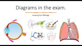 Leaving Cert Biology 2024 Diagram ReviewRevise and Learn [upl. by Emile]