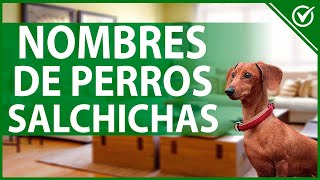 🐕 Nombres para Perros Salchicha Originales Bonitos y Divertidos 🌭🐕 [upl. by Casaleggio]