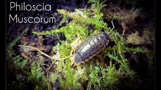 All About The Philoscia muscorum  Striped Woodlouse  Terrestrial Isopod  common fast woodlouse [upl. by Akilat]