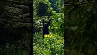 baby gorilla short shortvideo [upl. by Chavey]