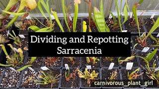 Dividing and Repotting Sarracenia  Winter Tasks in the Greenhouse [upl. by Arimaj]