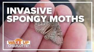 Get Rid Of Gypsy Moths Caterpillars  Shocking Storm [upl. by Nimsaj]