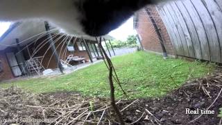 Cat takes GoPro for a walk 30mins of a cats life into 9mins [upl. by Leirad]